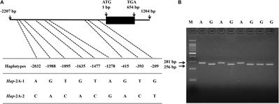 Association Analysis Revealed That TaPYL4 Genes Are Linked to Plant Growth Related Traits in Multiple Environment